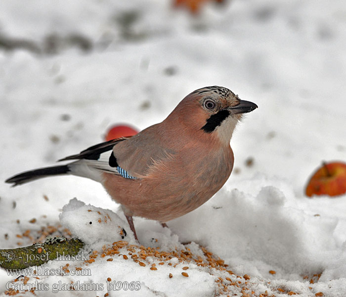 Garrulus glandarius bi9063