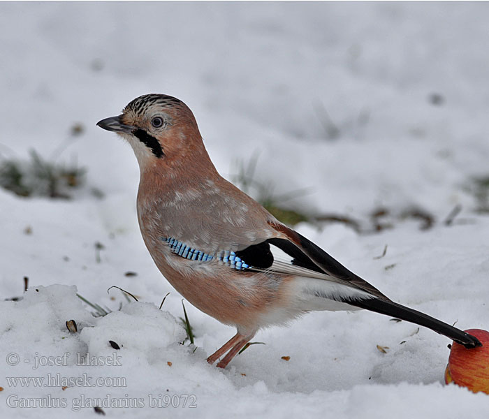 Garrulus glandarius bi9072