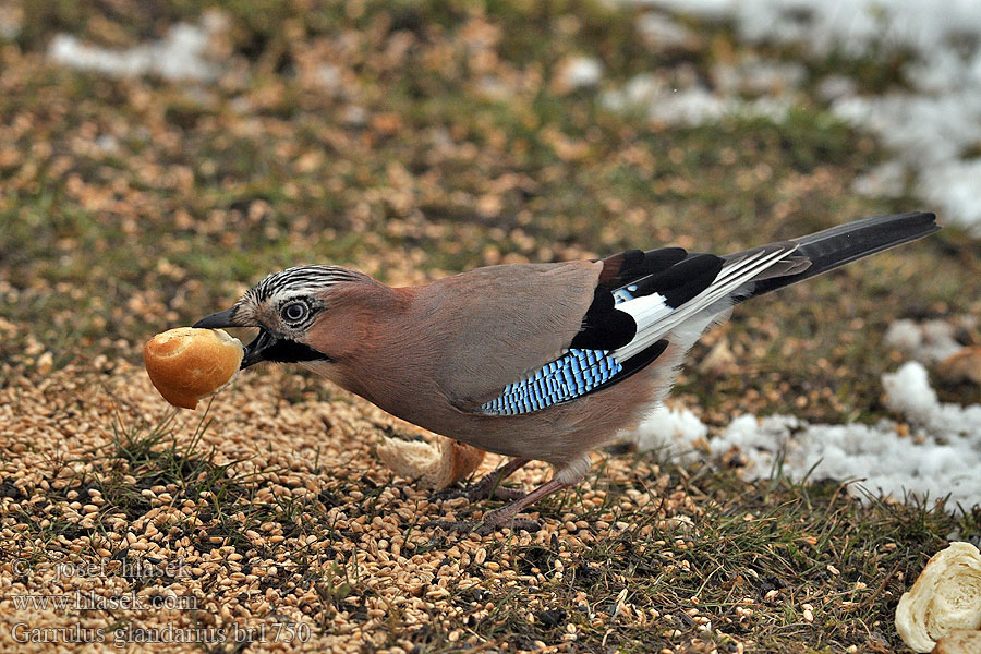 Garrulus glandarius Sojka obecná Skovskade