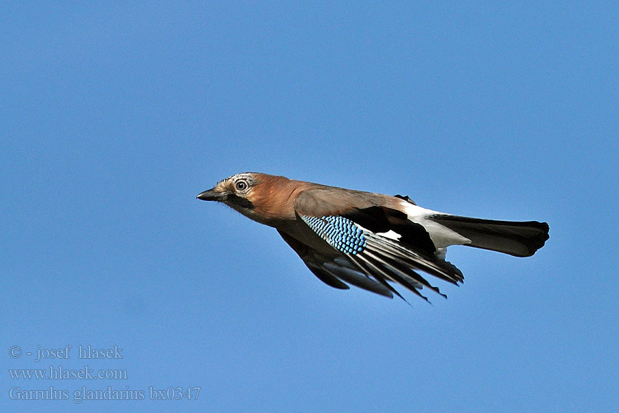 Sojka obecná Garrulus glandarius