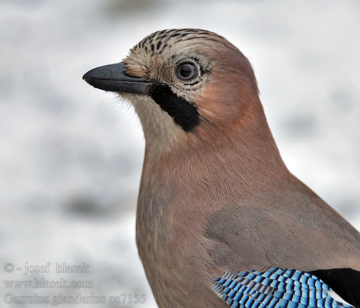 Jay Garrulus glandarius