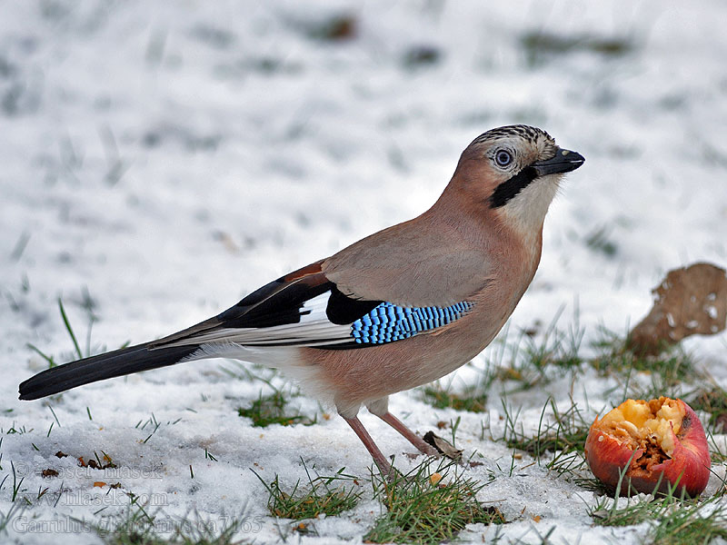 Eichelhäher Garrulus glandarius