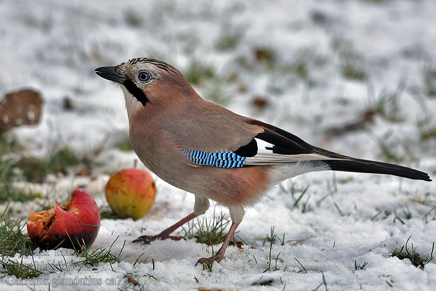 Geai chênes commune Garrulus glandarius