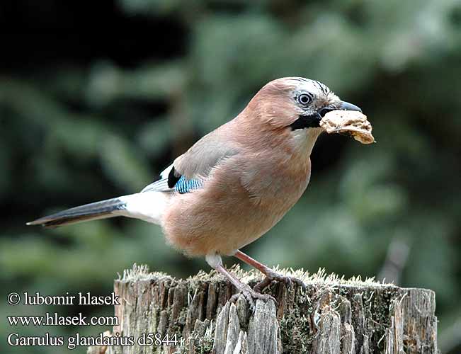 Garrulus glandarius d5844