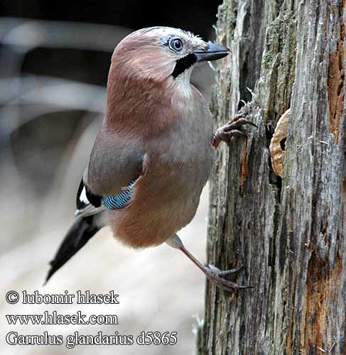 Gaiţă Garrulus glandarius Jay Eichelhäher