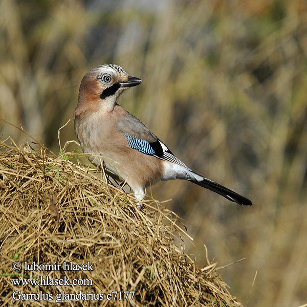 Garrulus glandarius e7177