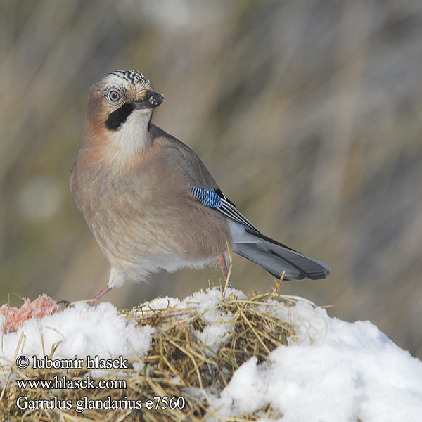 Garrulus glandarius e7560