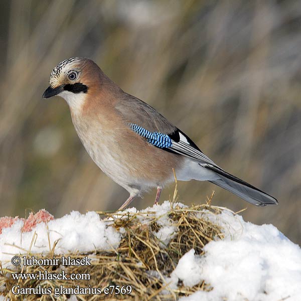 Garrulus glandarius e7569