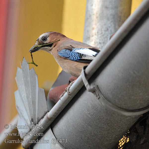 Garrulus glandarius Jay Eichelhäher Sojka obecná