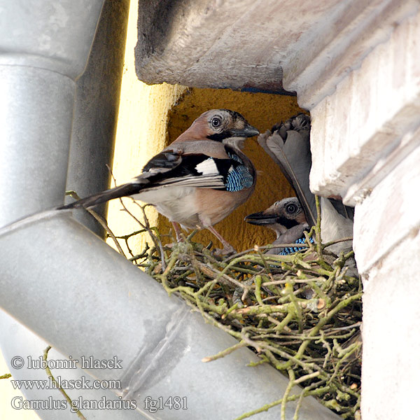 Jay Garrulus glandarius Eichelhäher