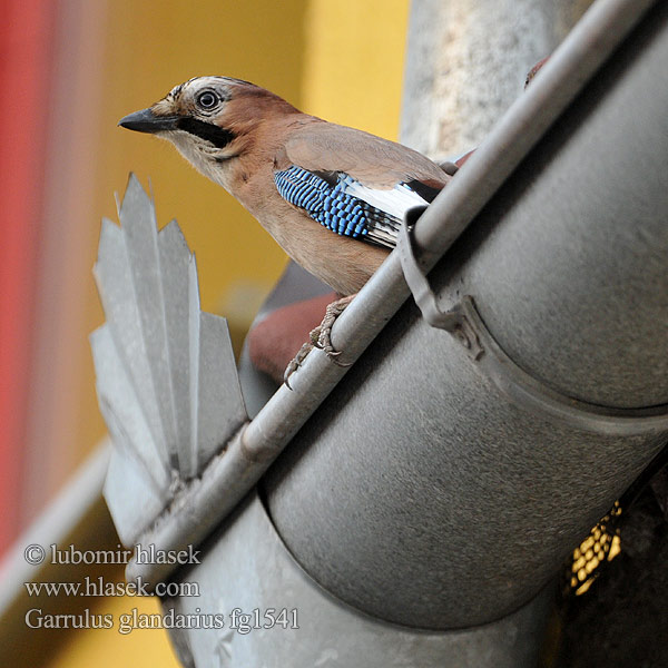 Garrulus glandarius fg1541