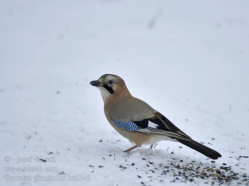 Garrulus_glandarius_hz0346