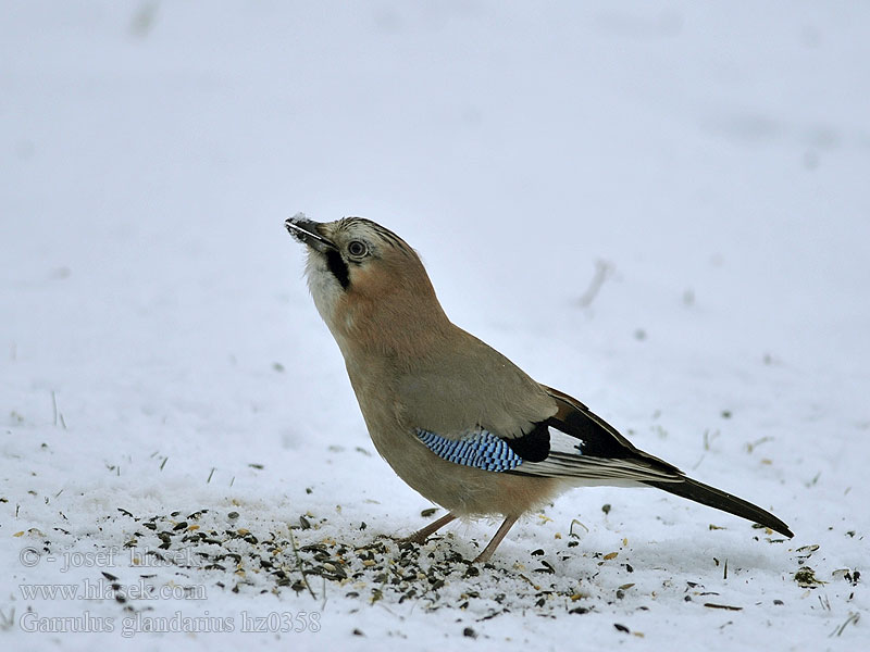 Garrulus_glandarius_hz0358