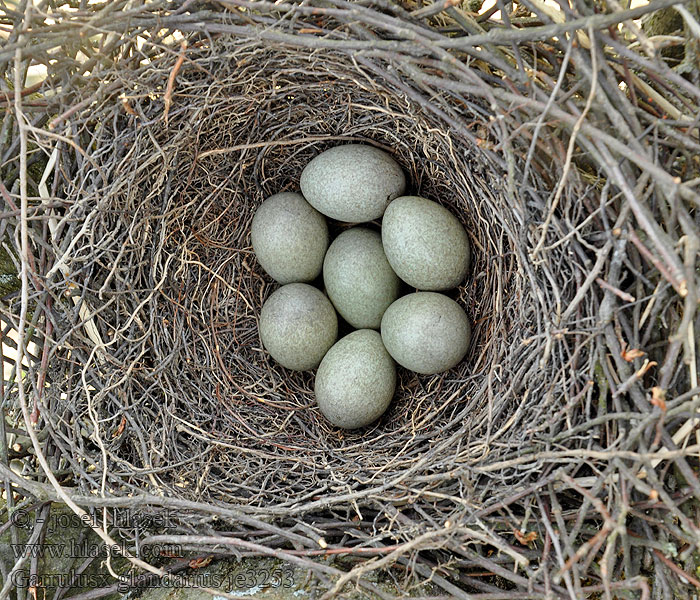 Garrulus glandarius