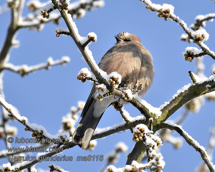 Sojka obecná Garrulus glandarius