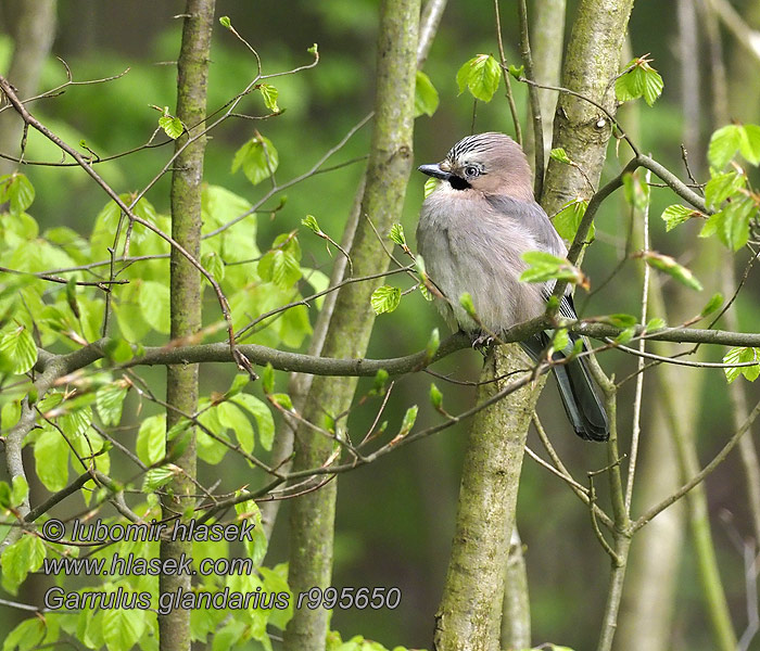 Sojka obecná Garrulus glandarius