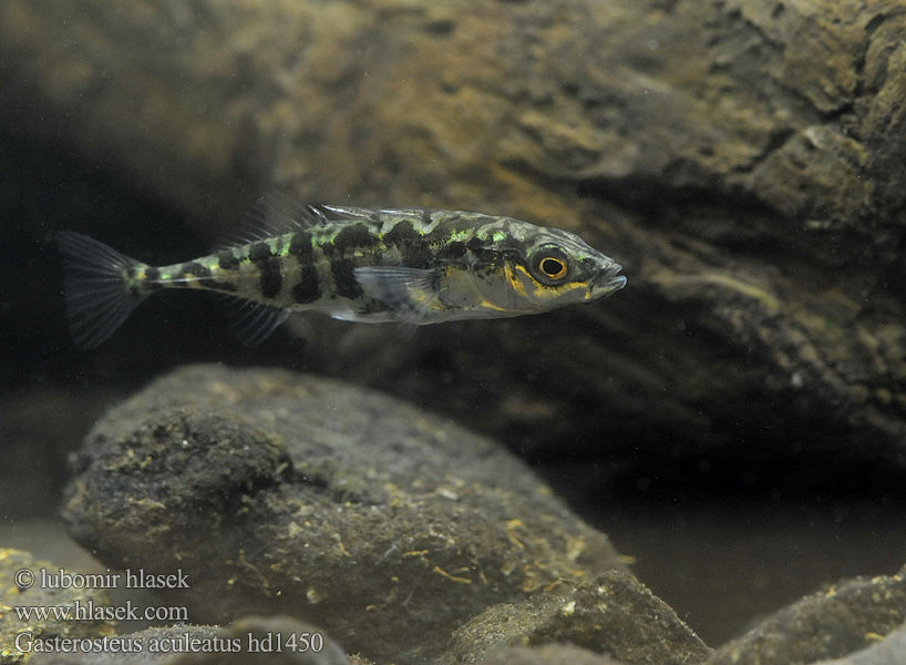 Gasterosteus aculeatus hd1450