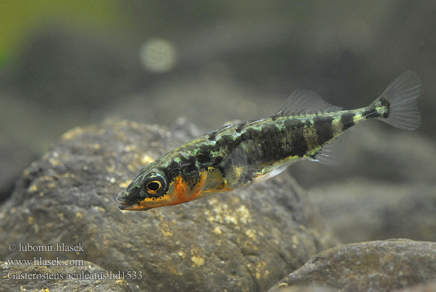 Koljuška tříostná Three-spined stickleback Ciernik Kolmipiikki Tüskés pikó Колюшка трохіголкавая Jonqueter Триигла бодливка Òstrzëca 큰가시고기 Trepigget hundestejle Ogalik Arrain hiruarantza Kombikk イトヨ Hornsíli Trispyglė dyglė Трёхиглая колюшка Esgana-gata Gulmmet Storspigg Колючка триголкова Spinoke Gasterosteus aculeatus Dreistachliger Stichling 三刺鱼