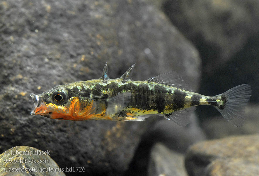 Gulmmet Storspigg Колючка триголкова Spinoke Gasterosteus aculeatus Dreistachliger Stichling 三刺鱼 Koljuška tříostná Three-spined stickleback Ciernik Kolmipiikki Tüskés pikó Колюшка трохіголкавая Jonqueter Триигла бодливка Òstrzëca 큰가시고기 Trepigget hundestejle Ogalik Arrain hiruarantza Kombikk イトヨ Hornsíli Trispyglė dyglė Трёхиглая колюшка Esgana-gata