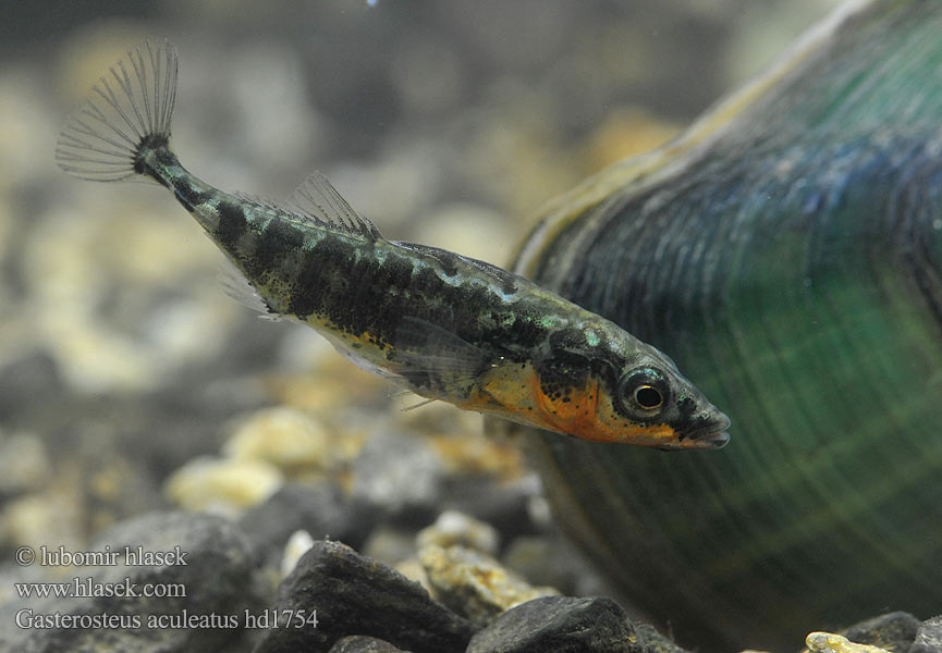 Dreistachliger Stichling 三刺鱼 Koljuška tříostná Three-spined stickleback Ciernik Kolmipiikki Tüskés pikó Колюшка трохіголкавая Jonqueter Триигла бодливка Òstrzëca 큰가시고기 Trepigget hundestejle Ogalik Arrain hiruarantza Kombikk イトヨ Hornsíli Trispyglė dyglė Трёхиглая колюшка Esgana-gata Gulmmet Storspigg Колючка триголкова Spinoke Gasterosteus aculeatus