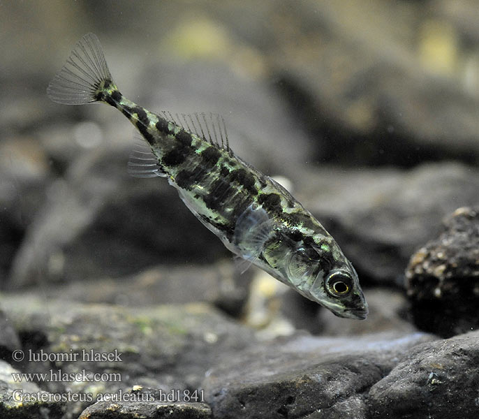 Three-spined stickleback Ciernik Kolmipiikki Tüskés pikó Колюшка трохіголкавая Jonqueter Триигла бодливка Òstrzëca 큰가시고기 Trepigget hundestejle Ogalik Arrain hiruarantza Kombikk イトヨ Hornsíli Trispyglė dyglė Трёхиглая колюшка Esgana-gata Gulmmet Storspigg Колючка триголкова Spinoke Gasterosteus aculeatus Dreistachliger Stichling 三刺鱼 Koljuška tříostná