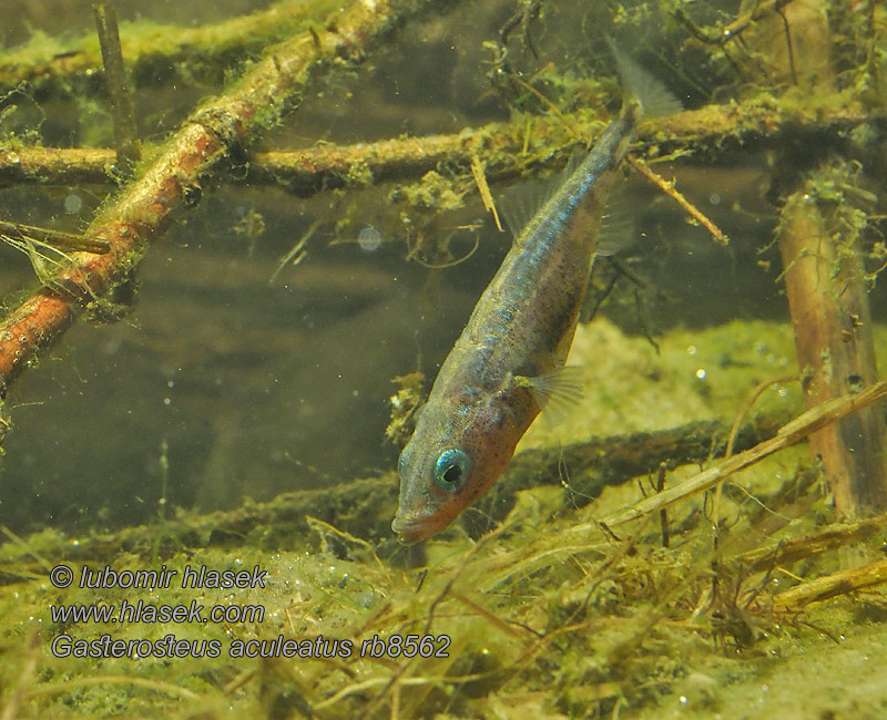 Gasterosteus aculeatus