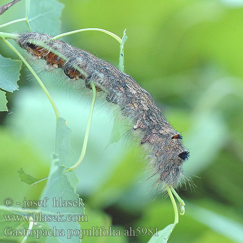 Gastropacha populifolia Pappelglucke Feuille morte peuplier