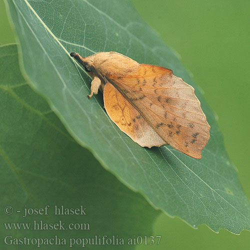 Gastropacha populifolia Bourovec osikový ホシカレハ