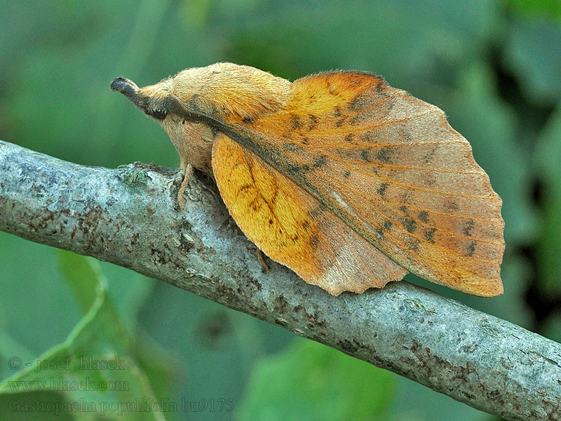 Pappelglucke Gastropacha populifolia