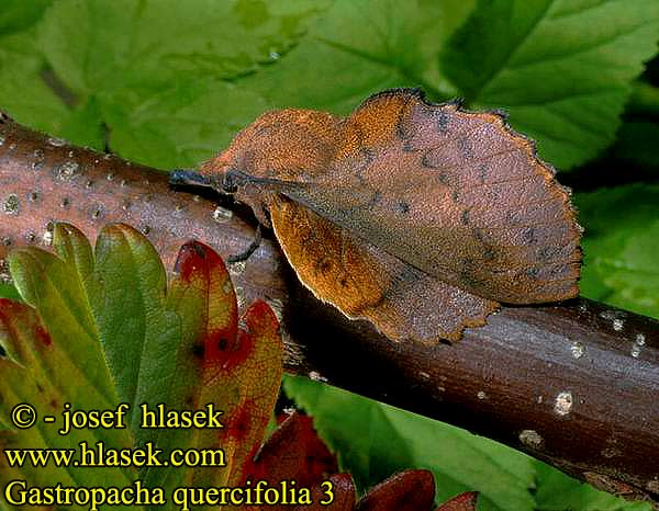 Gastropacha quercifolia Lappet Rostfärgad bladspinnare Lehtikehrääjä Tummalehtikehrääjä Feuille-morte Feuille morte Chęne Kupferglucke Eichblatt bourovec ovocný Barczatka dębolistna Priadkovec ovocný Rostfärgad bladspinnare Eikebladspinner Eikenblad ヒロバカレハ Tölgyfa levélpohók Tölgylevélpohók Коконопряд дуболистный  李枯叶蛾