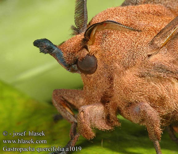 Gastropacha quercifolia Bourovec ovocný Barczatka dębolistna Priadkovec ovocný Rostfärgad bladspinnare Eikebladspinner Eikenblad ヒロバカレハ Tölgyfa levélpohók Tölgylevélpohók Коконопряд дуболистный  李枯叶蛾 Lappet Rostfärgad bladspinnare Lehtikehrääjä Tummalehtikehrääjä Feuille-morte Feuille morte Chęne Kupferglucke Eichblatt