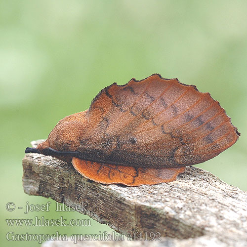 Gastropacha quercifolia Priadkovec ovocný Rostfärgad bladspinnare Eikebladspinner Eikenblad ヒロバカレハ Tölgyfa levélpohók Tölgylevélpohók Коконопряд дуболистный  李枯叶蛾 Lappet Rostfärgad bladspinnare Lehtikehrääjä Tummalehtikehrääjä Feuille-morte Feuille morte Chęne Kupferglucke Eichblatt Bourovec ovocný Barczatka dębolistna