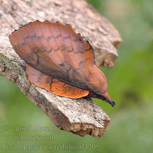 Gastropacha quercifolia Eikenblad ヒロバカレハ Tölgyfa levélpohók Tölgylevélpohók Коконопряд дуболистный  李枯叶蛾 Lappet Rostfärgad bladspinnare Lehtikehrääjä Tummalehtikehrääjä Feuille-morte Feuille morte Chęne Kupferglucke Eichblatt Bourovec ovocný Barczatka dębolistna Priadkovec ovocný Rostfärgad bladspinnare Eikebladspinner