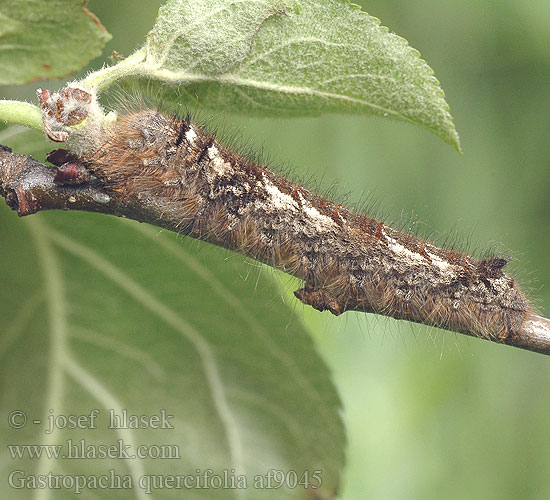 Gastropacha quercifolia Feuille-morte Feuille morte Chęne Kupferglucke Eichblatt Bourovec ovocný Barczatka dębolistna Priadkovec ovocný Rostfärgad bladspinnare Eikebladspinner Eikenblad ヒロバカレハ Tölgyfa levélpohók Tölgylevélpohók Коконопряд дуболистный  李枯叶蛾 Lappet Kobberbrun spinder Rostfärgad bladspinnare Lehtikehrääjä Tummalehtikehrääjä