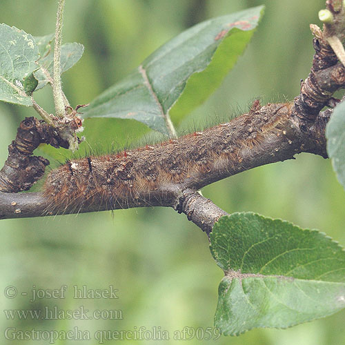 Gastropacha quercifolia Kupferglucke Eichblatt Bourovec ovocný Barczatka dębolistna Priadkovec ovocný Rostfärgad bladspinnare Eikebladspinner Eikenblad ヒロバカレハ Tölgyfa levélpohók Tölgylevélpohók Коконопряд дуболистный  李枯叶蛾 Lappet Kobberbrun spinder Rostfärgad bladspinnare Lehtikehrääjä Tummalehtikehrääjä Feuille-morte Feuille morte Chęne