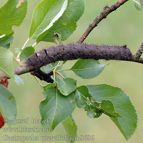 Gastropacha quercifolia Kupferglucke Eichblatt bourovec ovocný Barczatka dębolistna Priadkovec ovocný Rostfärgad bladspinnare Eikebladspinner Eikenblad ヒロバカレハ Tölgyfa levélpohók Tölgylevélpohók Коконопряд дуболистный  李枯叶蛾 Lappet Rostfärgad bladspinnare Lehtikehrääjä Tummalehtikehrääjä Feuille-morte Feuille morte Chęne