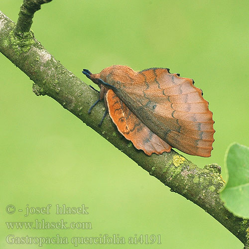 Gastropacha quercifolia ヒロバカレハ Tölgyfa levélpohók Tölgylevélpohók Коконопряд дуболистный  李枯叶蛾 Lappet Rostfärgad bladspinnare Lehtikehrääjä Tummalehtikehrääjä Feuille-morte Feuille morte Chęne Kupferglucke Eichblatt bourovec ovocný Barczatka dębolistna Priadkovec ovocný Rostfärgad bladspinnare Eikebladspinner Eikenblad