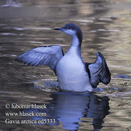 Gavia arctica Arctic Loon Black-throated Diver