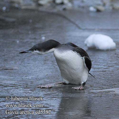 Arctic Loon Black-throated Diver Prachttaucher Polartaucher