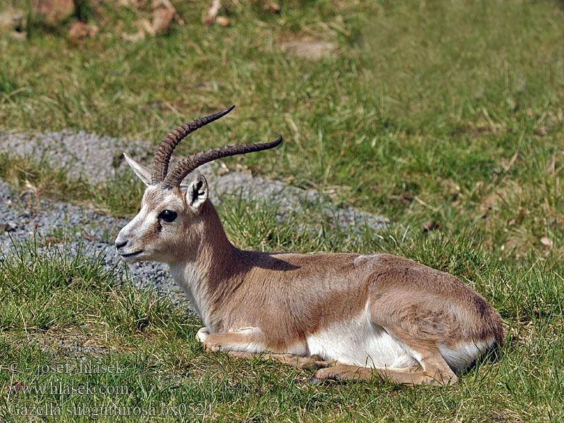 Sand Gazelle Cedreli ceylan Gazela-persa الغزال الدرقي غزال ایرانی Газель джейран