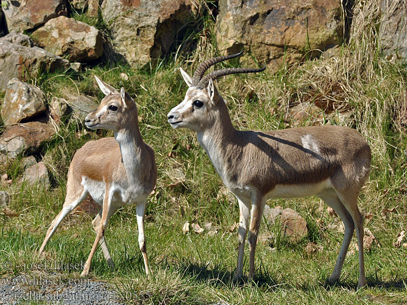 Kropfgazelle Джейран Dżejran Gazelle à goitre Kropgazelle