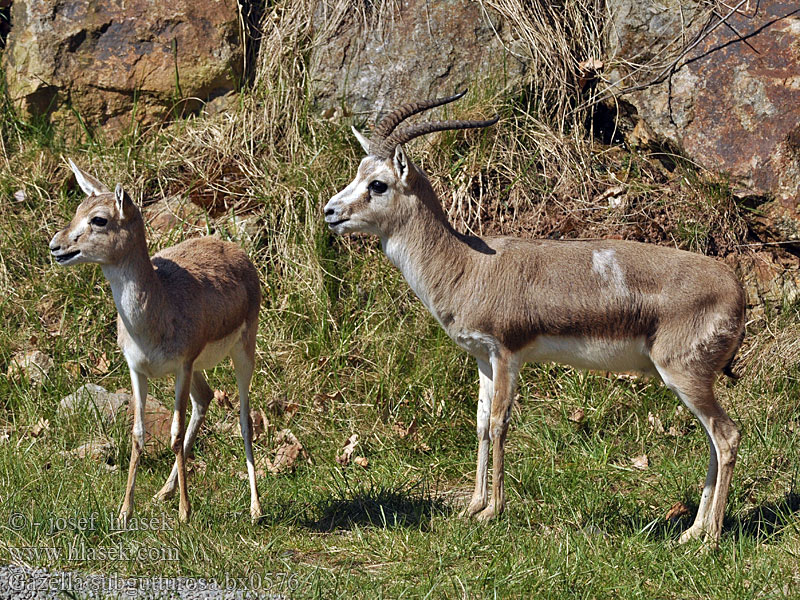 Gazella subgutturosa Goitered Black-tailed Gazelle Džejran