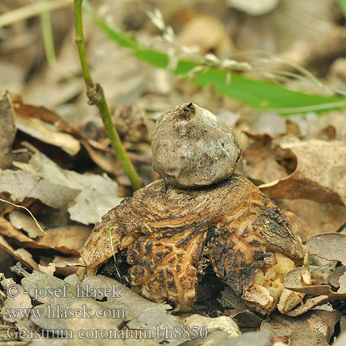 Geastrum coronatum Géastre couronné Dunkler Erdstern Hvězdovka tuhová Gwiazdosz koronowaty Звездовик увенчанный Hviezdovka tmavá Forse Aardster Koronás csillaggomba قارچ فندوقی کروناتوم