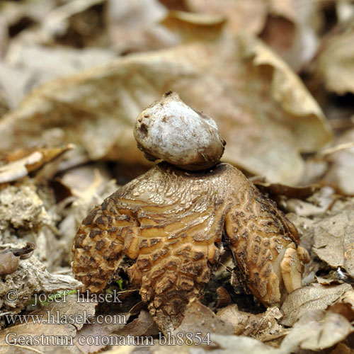 Geastrum coronatum bh8854