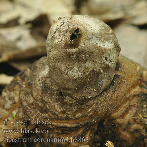 Hviezdovka tmavá Forse Aardster Koronás csillaggomba قارچ فندوقی کروناتوم Geastrum coronatum Géastre couronné Dunkler Erdstern Hvězdovka tuhová Gwiazdosz koronowaty Звездовик увенчанный