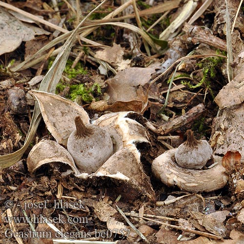 Geastrum elegans be0757