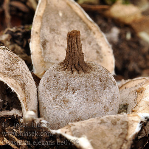 Navle-stjernebold Napamaatähti Bruine aardster Kehely csillaggomba Napf-Erdstern Navlejordstjerne Gwiazdosz bury Geastrum elegans badium Hvězdovka vypouklá