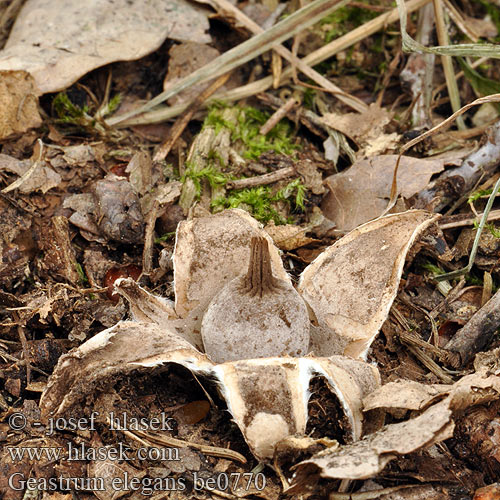 Geastrum elegans be0770