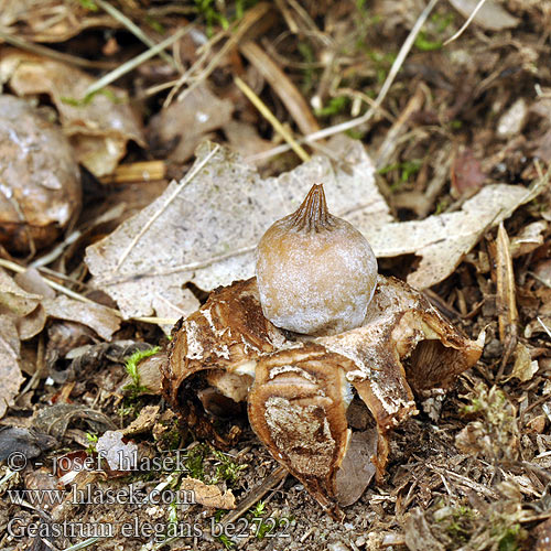 Geastrum elegans be2722