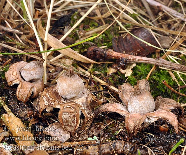 Geastrum elegans be2725